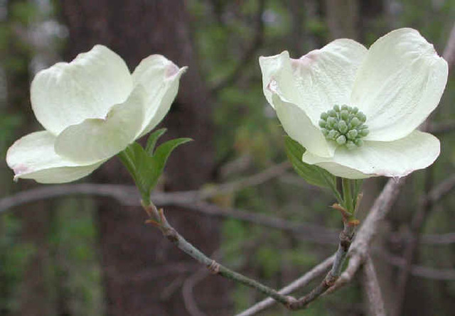 White+dogwood+tree+diseases